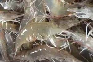 Nanobubble water for shrimp farming
